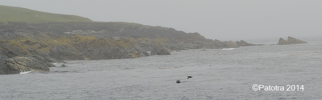 Robben auf Bofin