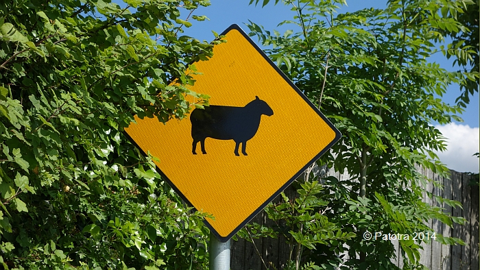 Strassenschild - sheep crossing