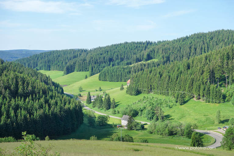 Schwarzwald im Blick