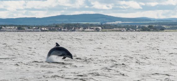 Delfine Schottland