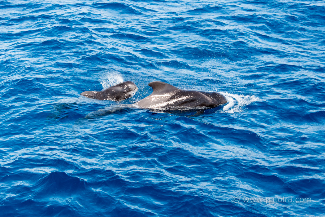 Wale Delifine Gran Canaria