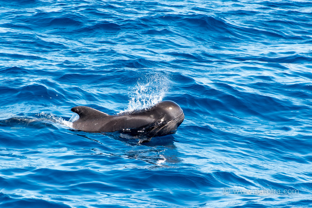 Delfin Gran Canaria