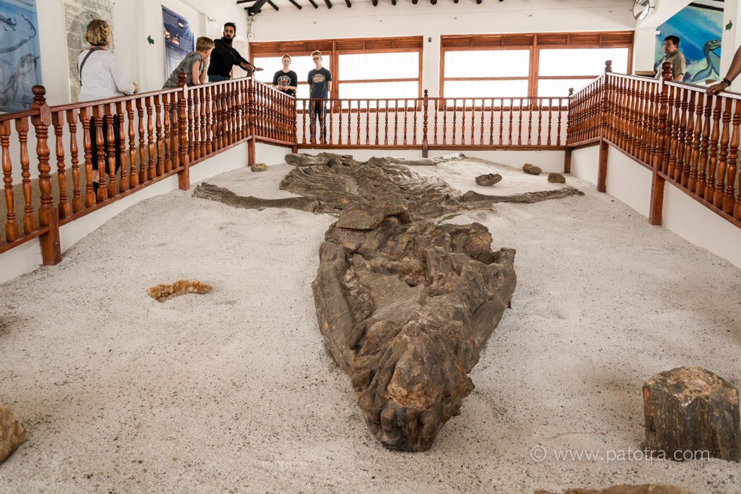 Museo el Fosil