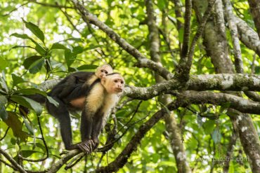 Affen im Nationalpark von Manuel Antonio