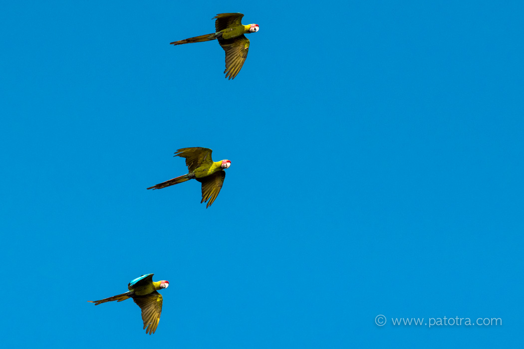 Costa Rica, 3 Papageien in der Luft