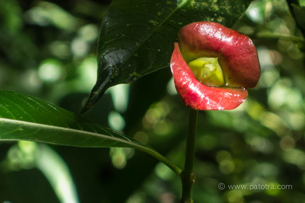 Kusspflanze Costa Rica