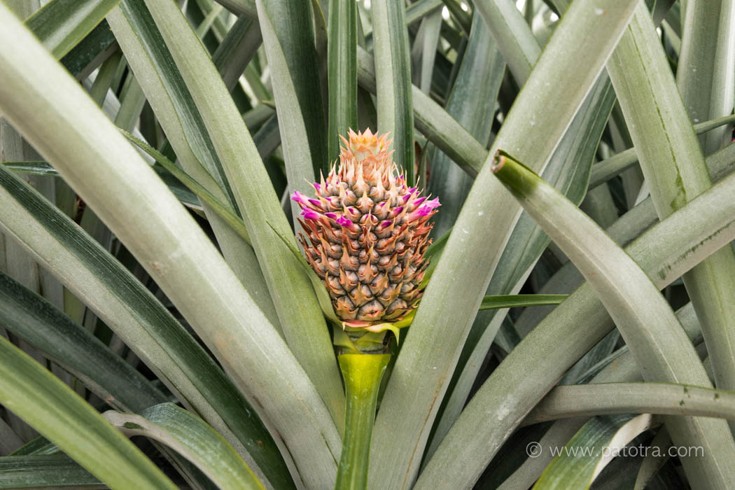 Ananas Costa Rica