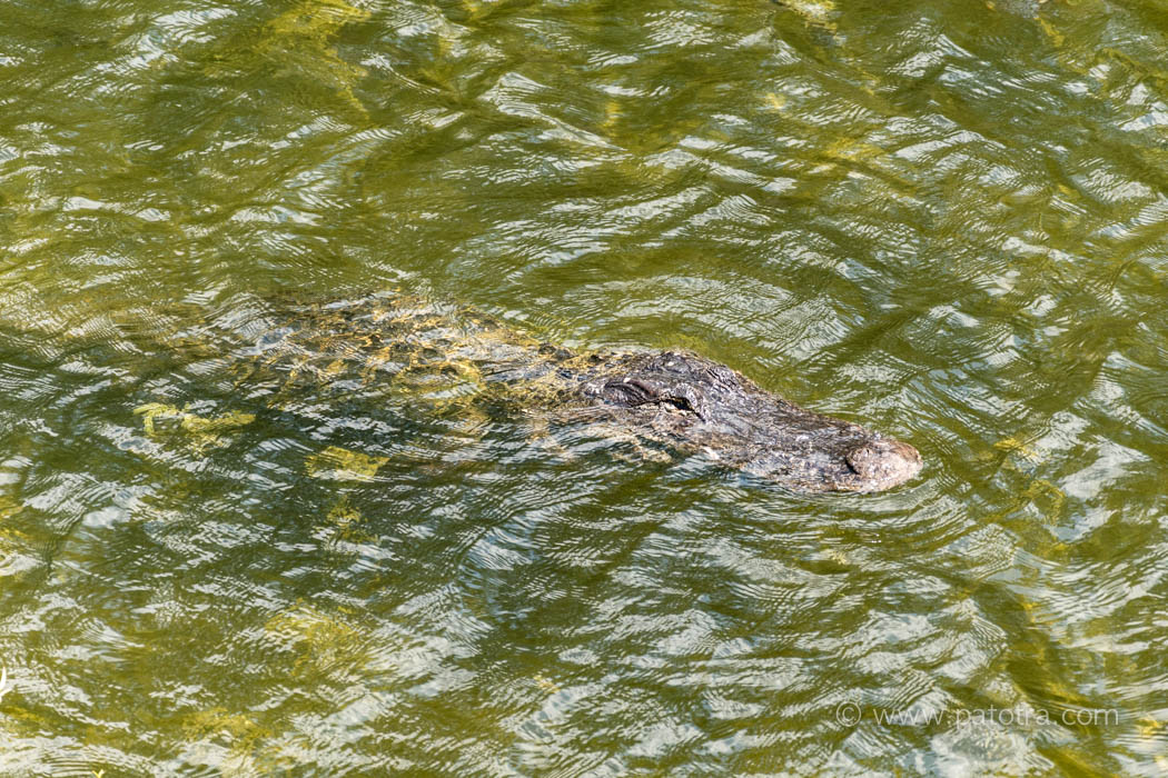 Alligator Everglades Road Trip