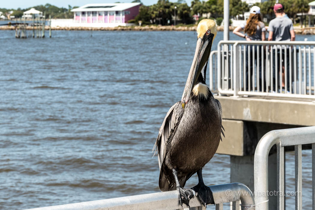 Pelikan im Hafen von Cedar Key