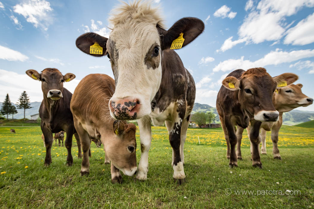 Kühe im Appenzell