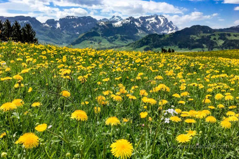 Eine Wanderung durch Frühlingsblüten in der Schweiz