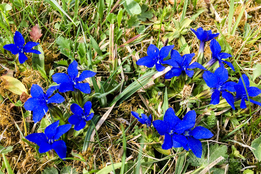 Blumen im Appenzell