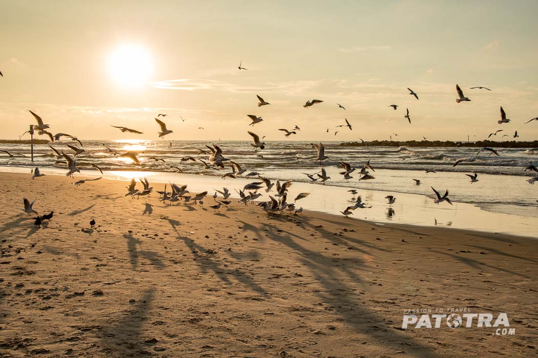Tel Aviv Beach Seagulls