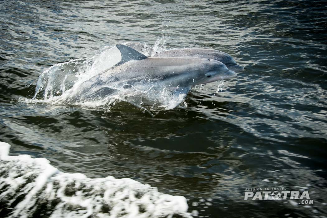 Dolphins Cayo Costa