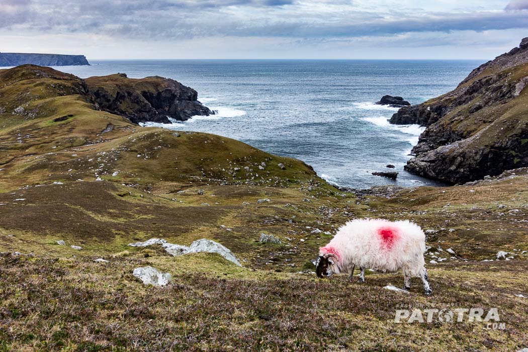 Sheep Ireland Winter 