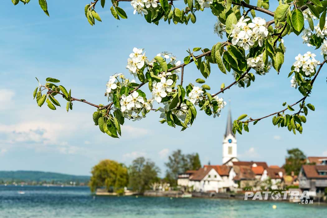 Blütezeit am Bodensee