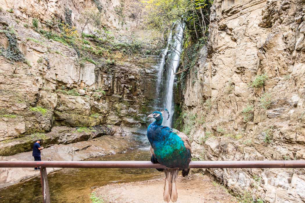 Der Wasserfall in Tiflis mit einem Pfau davor
