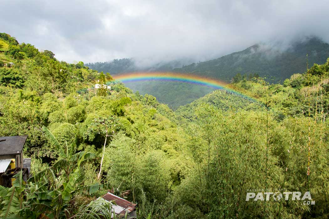 Jamaika Regenwald
