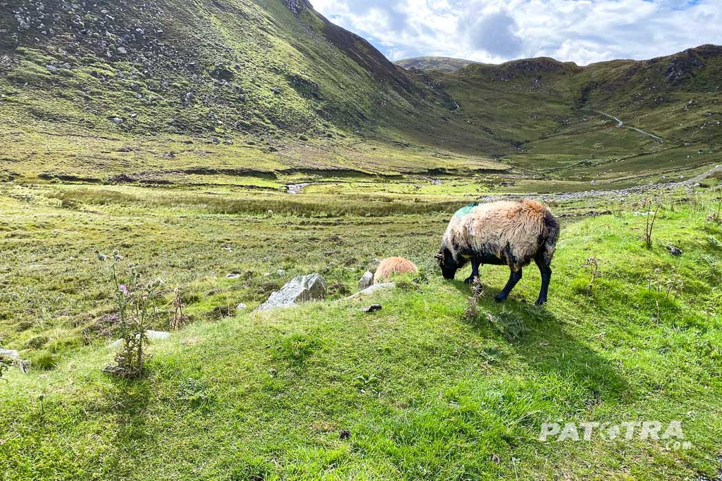 Schafe weiden auf grünen Wiesen in einem breiten Tal