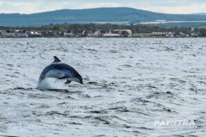 Ein Delfin, der über das Meer springt