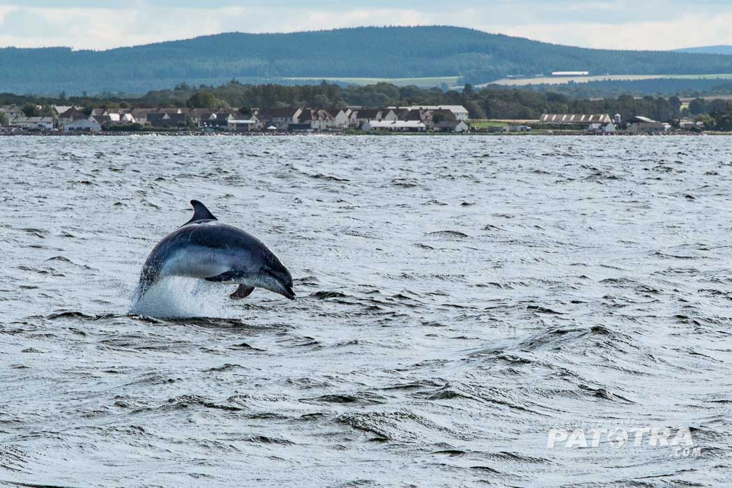 Ein Delfin, der über das Meer springt