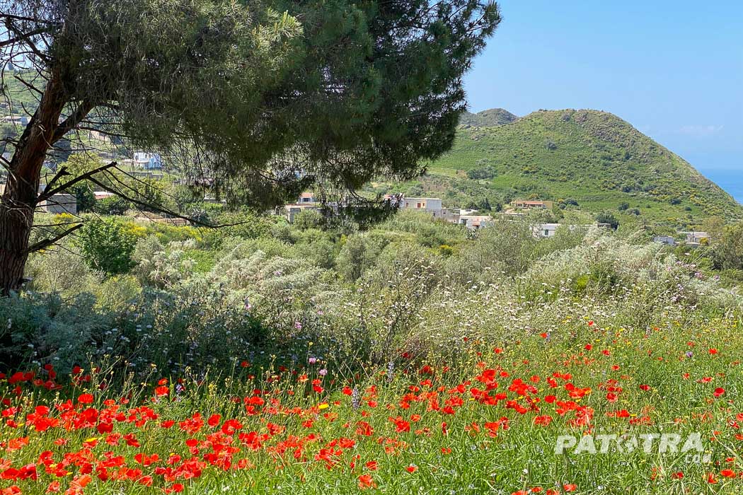 Landschaftsbild von Lipari mit Kiefer und roten Mohnblüten im Vordergund und Hügeln im Hintergrund