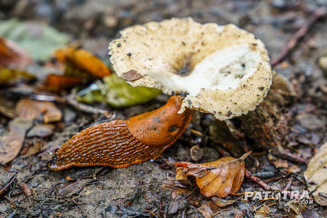 Schnecke mit Pilz im Wald