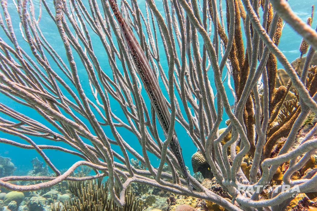 Korallen Curacao