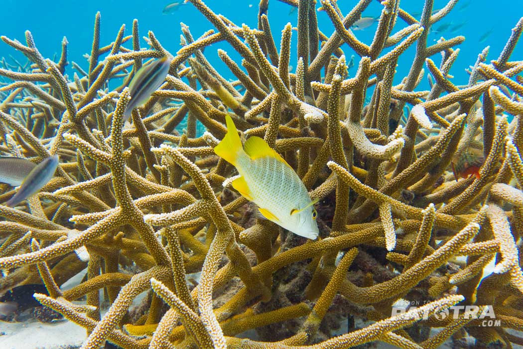 Unterwasserwelt Curacao