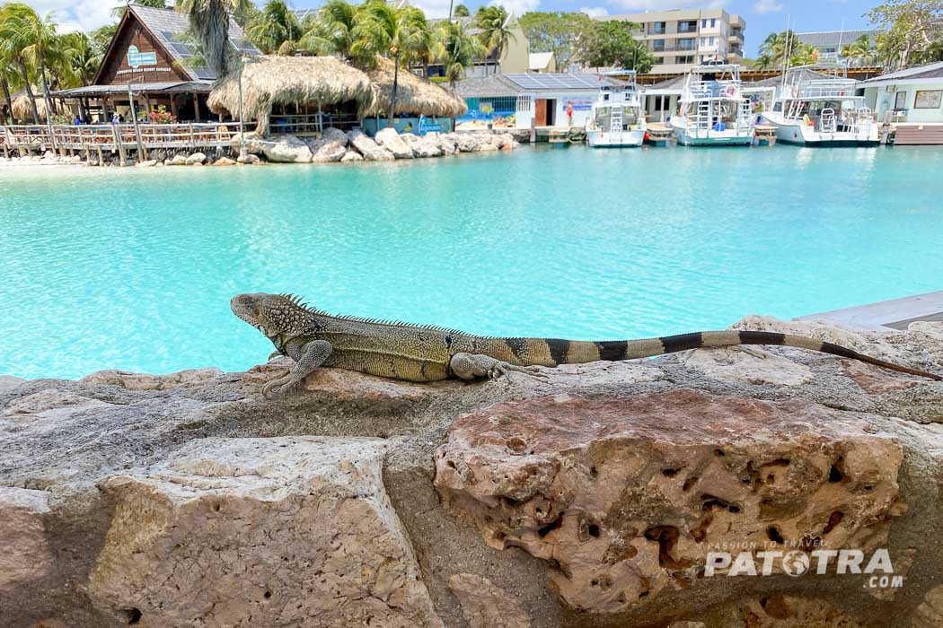 Curacao Iguanas