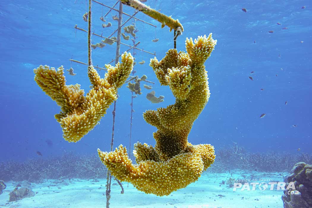 gezüchtete Koralle