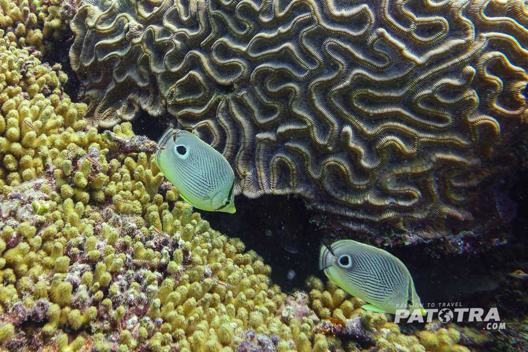 unterwasserwelt Curaçao