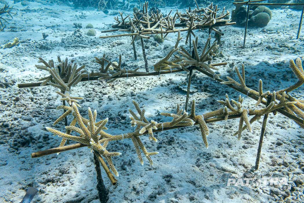 Korallen für das Riff
