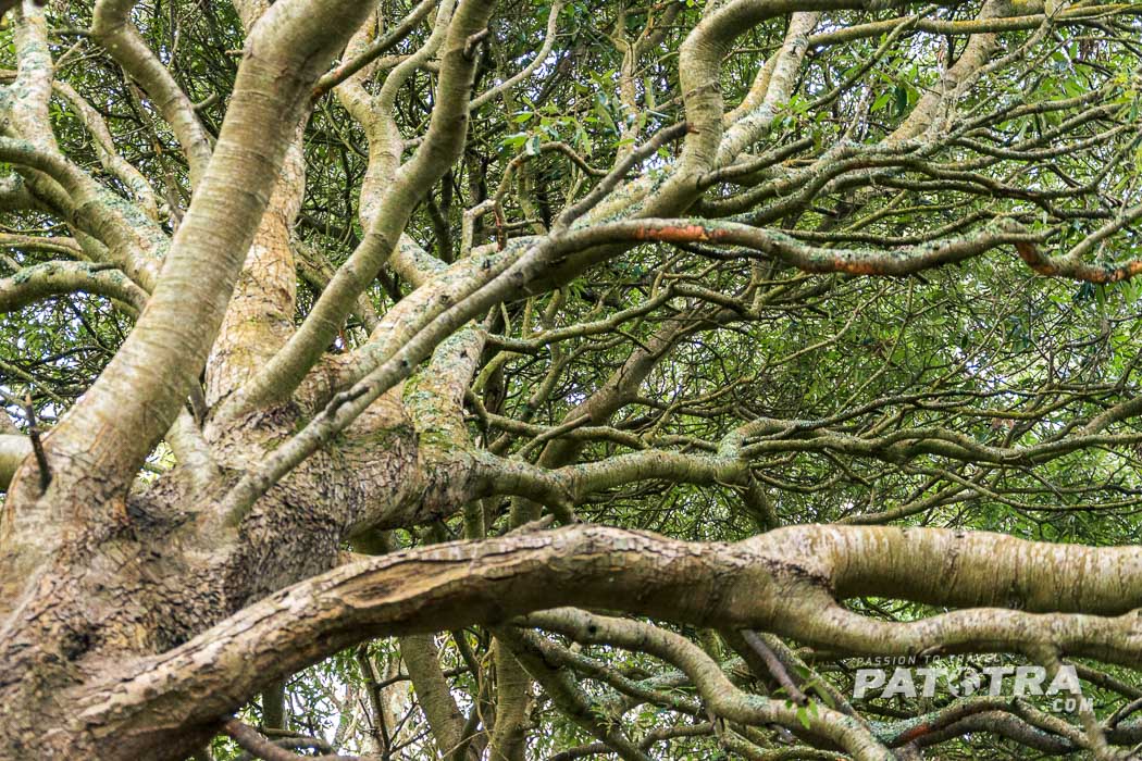 Baum in Cornwall