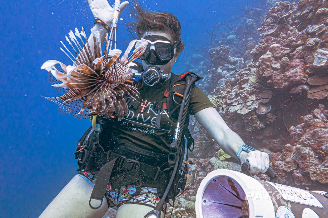 Dunja Zinner vom Cenbtral Dive Curaçao hat einen Feuerfisch gefangen und präsentiert ihn