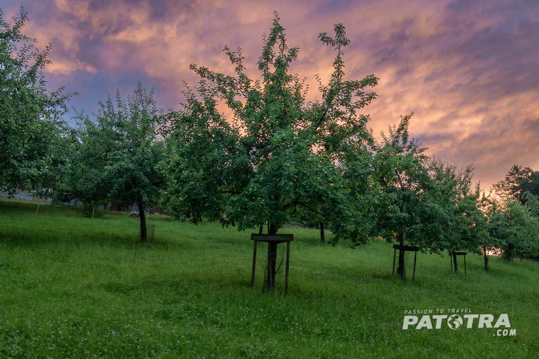 Apfelbäume im Abendlicht