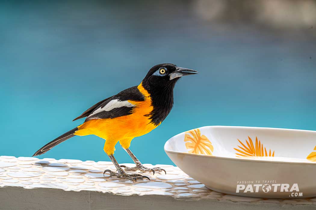 Venezuelanischer Trubel: oranger Vogel mit schwarzen Kopf und Hals vor einer Schüssel mit orangem Blätterdekor