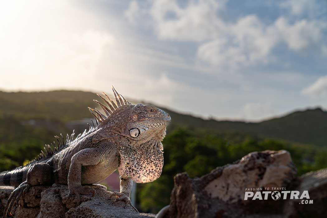 Seitenansicht eines Iguana im Gegenlicht